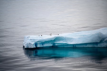 Ein großer Eisberg schwimmt auf ruhigem Wasser, mit einigen Sichtungen von Vögeln, die sich auf der Spitze des Eisbergs befinden. Der Eisberg ist teilweise unter Wasser und hat eine helle, blaue Färbung an der Unterseite.